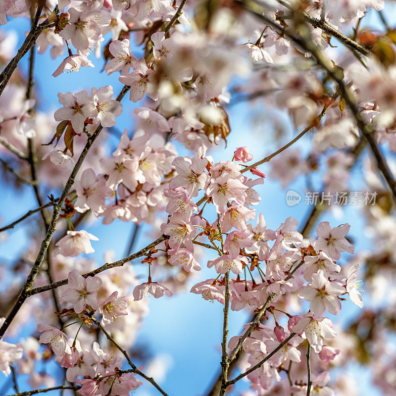 沙金特樱花(Prunus sargentii)